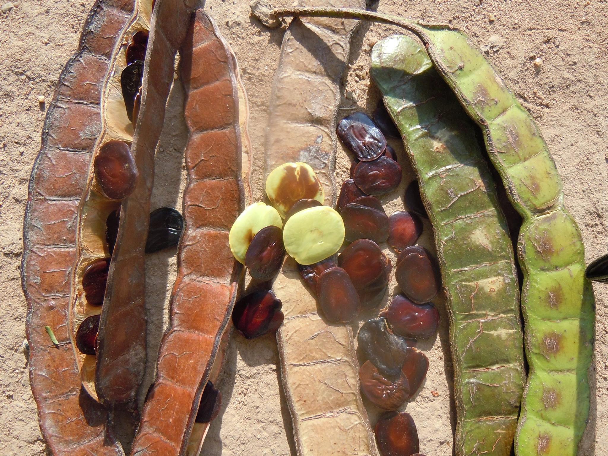 EL CEBIL:... - Programa Jardín Botánico Missouri - Bolivia