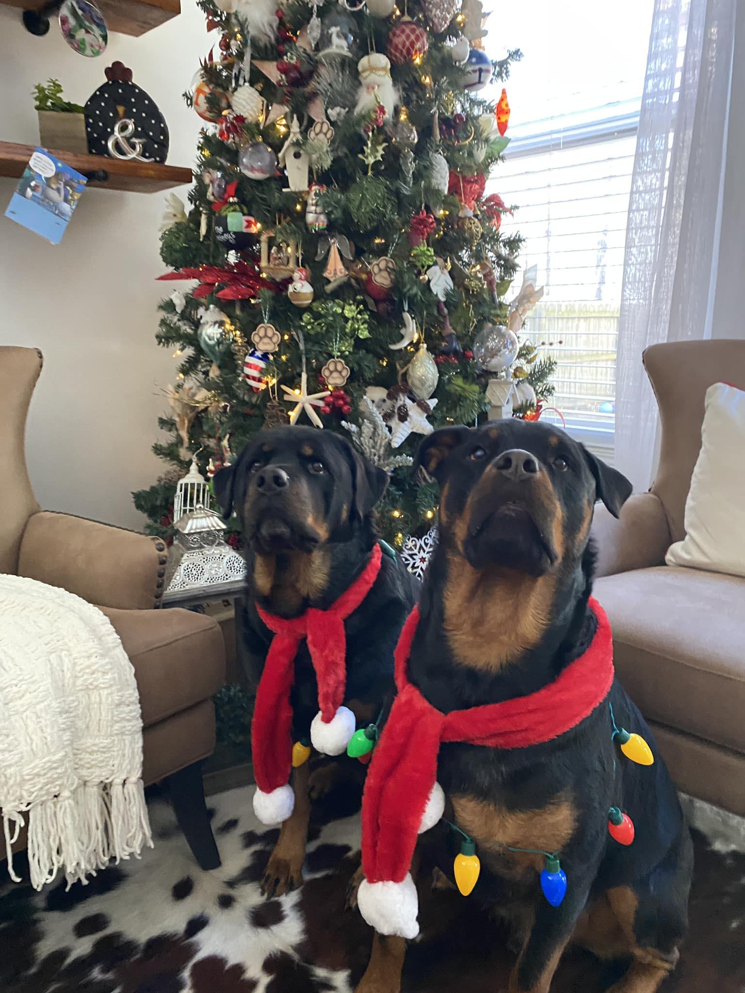 Ruger and Draco the Rotties