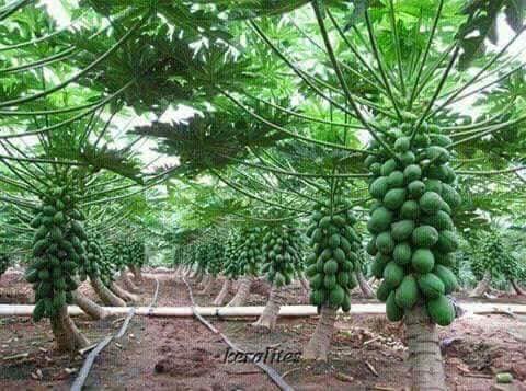 MERU fruits FARM | Meru
