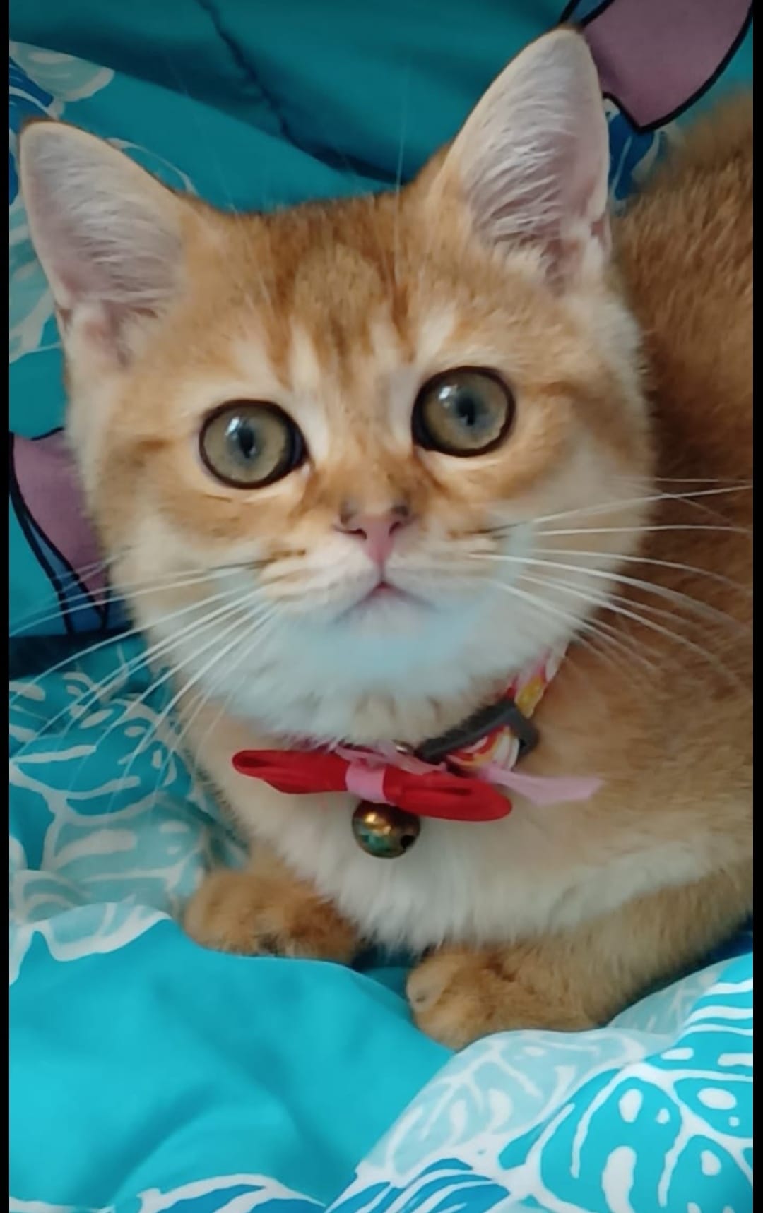 B仔涼粉。猫の日記 - B仔涼粉。猫の日記 added a new photo.