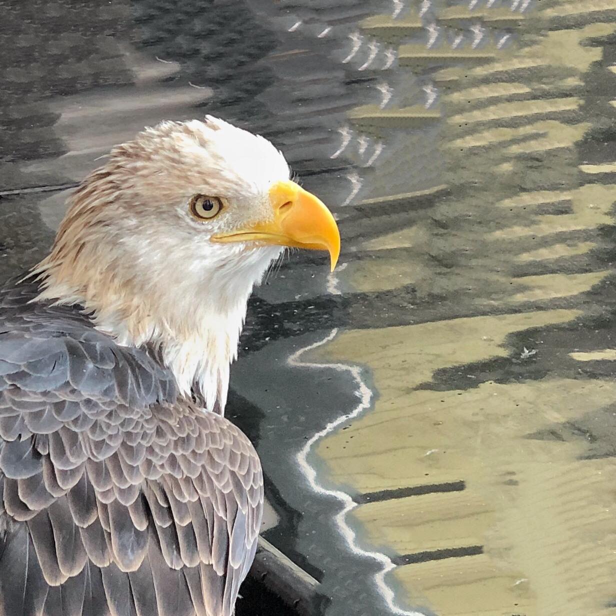 Even though this amazing eagle is not able to be released into the