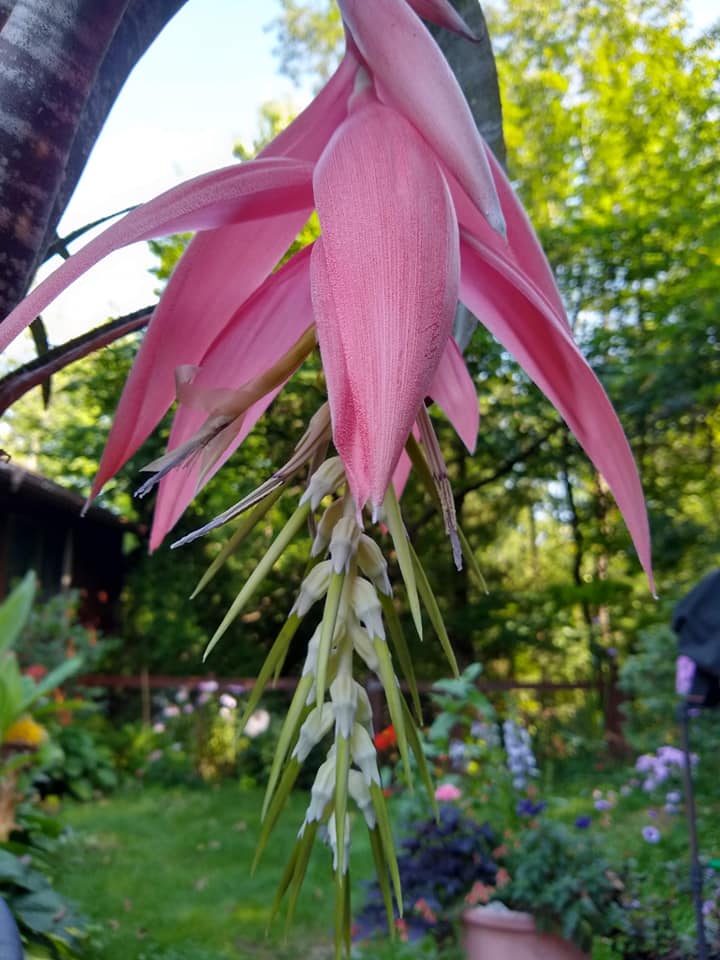 Billbergia 'La Vie en Rose' bromeliad plant