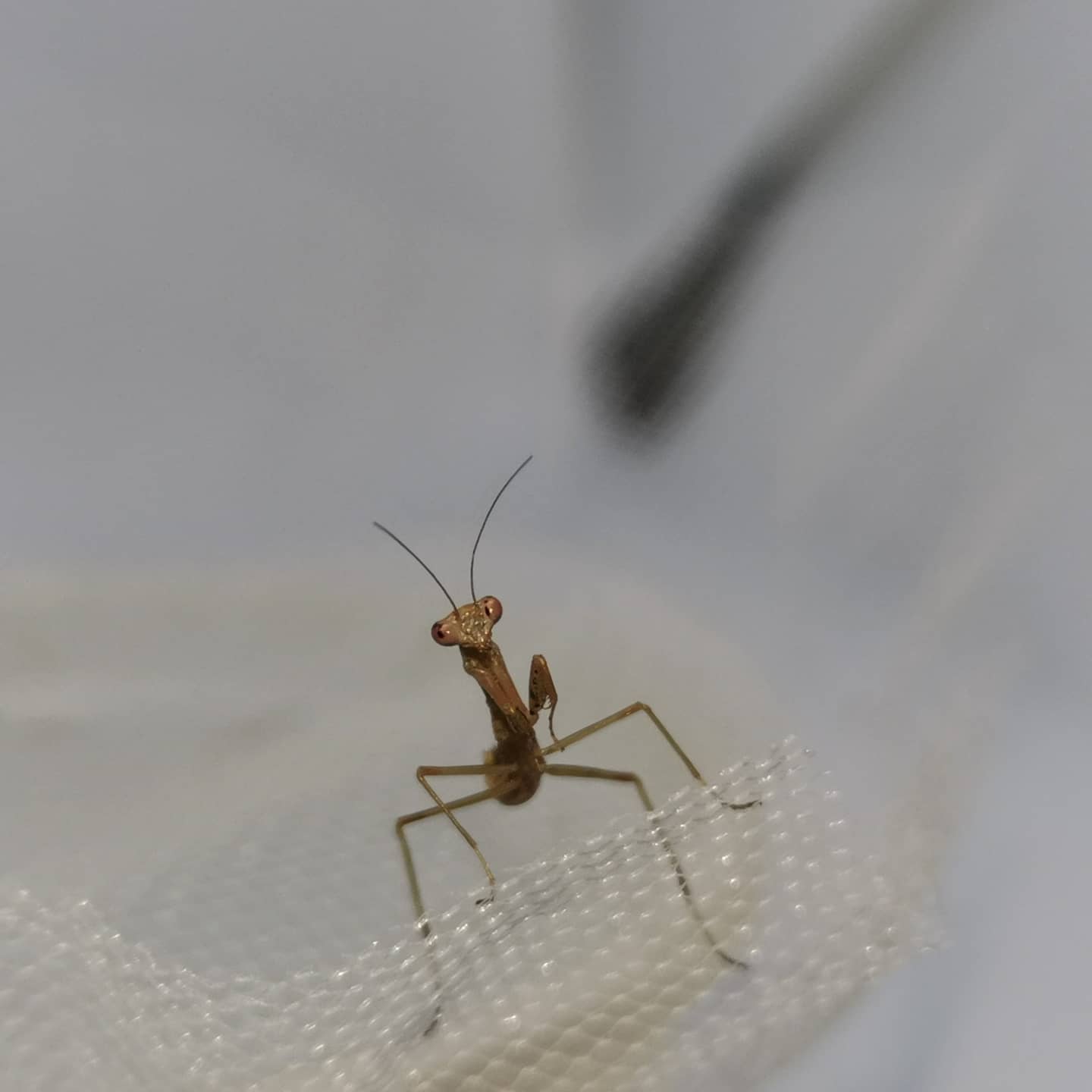 Pangu Bugs | Mexico City