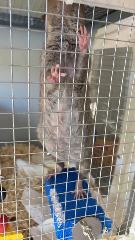 My first successful pairing is coming... - Tootsie Roll Rats | Facebook