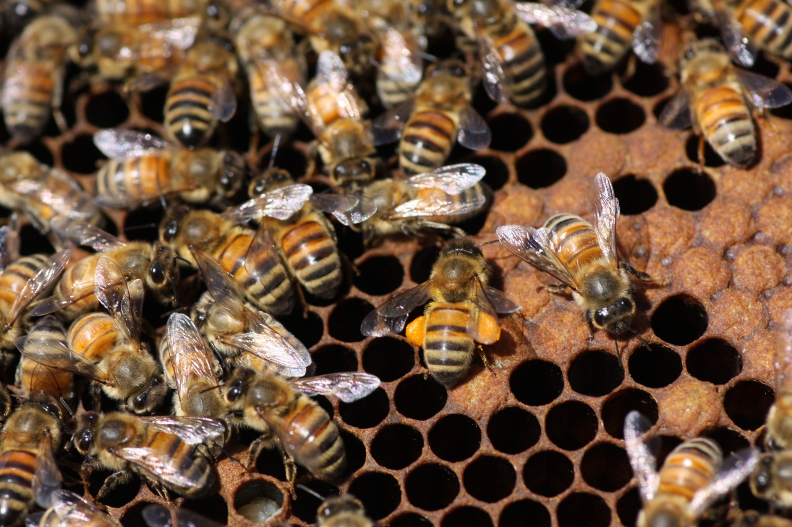 Azienda - Vigiliamo, nella giornata mondiale delle api 2021 🐝 Nel ...