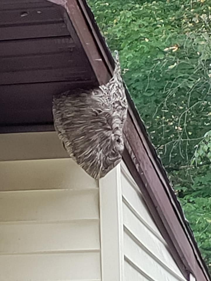 Alpine Pest Control Atlanta MI