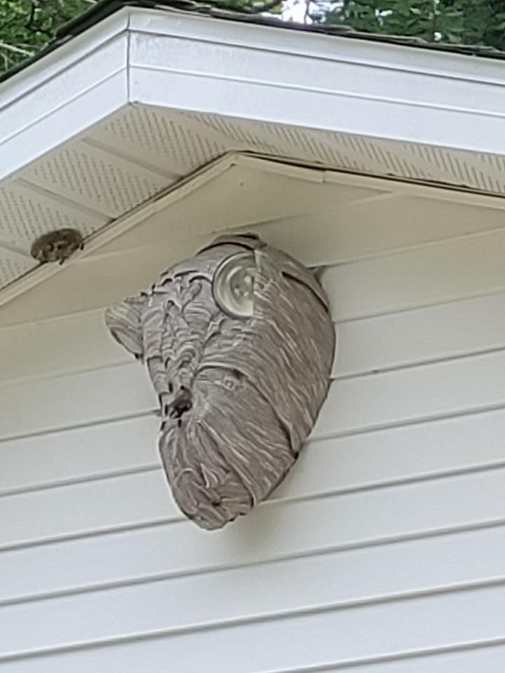 Alpine Pest Control Atlanta MI