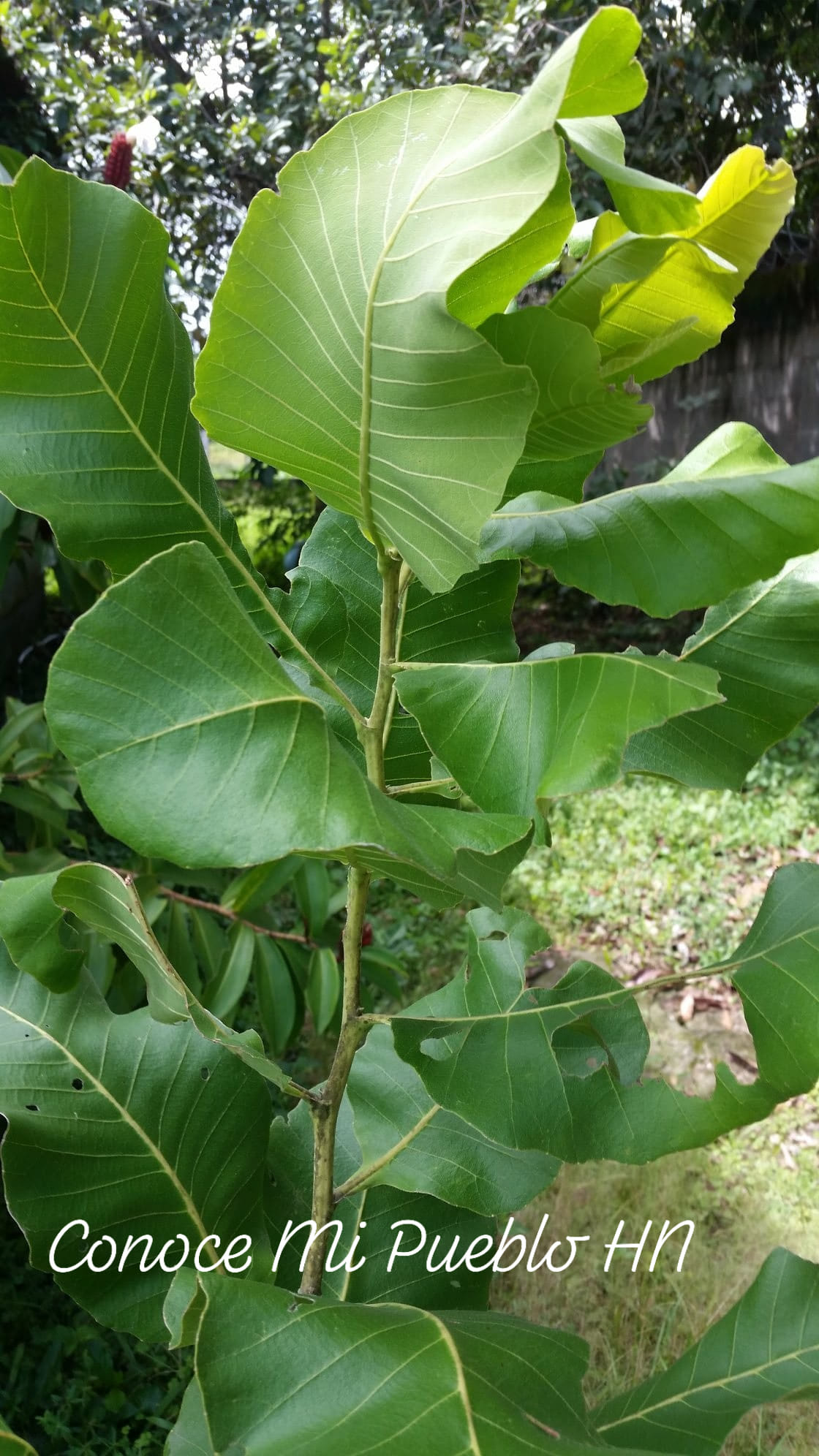 Conoces está hoja? Para que se utiliza🤔👉 - Conoce mi Pueblo HN