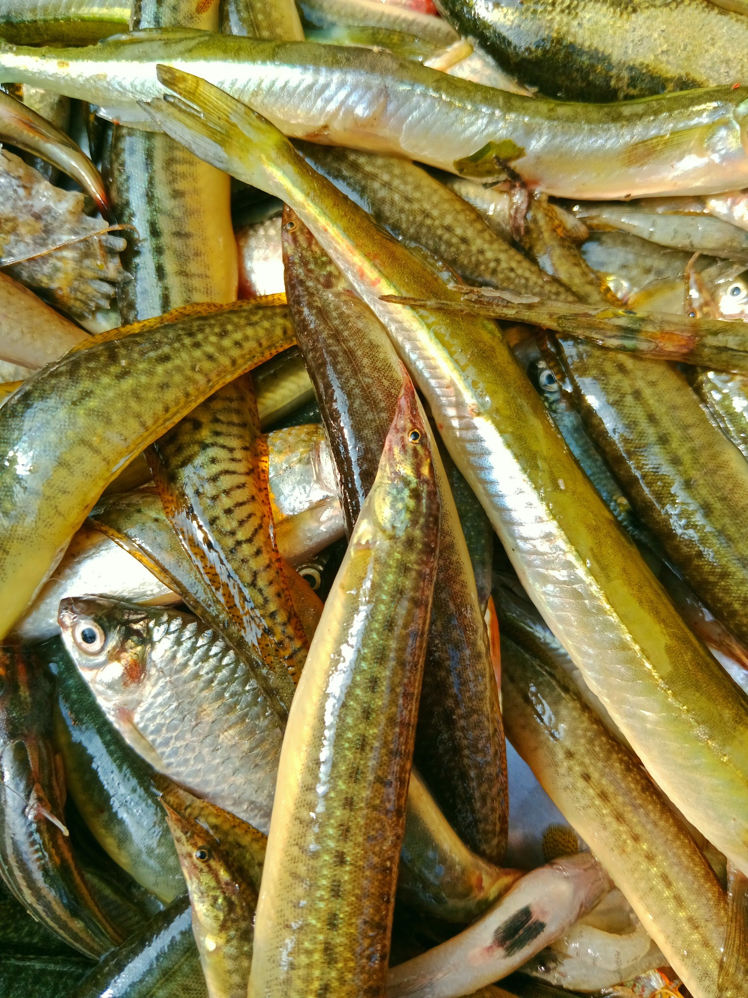 RJ - সুস্বাদু গুছি মাছ | Facebook