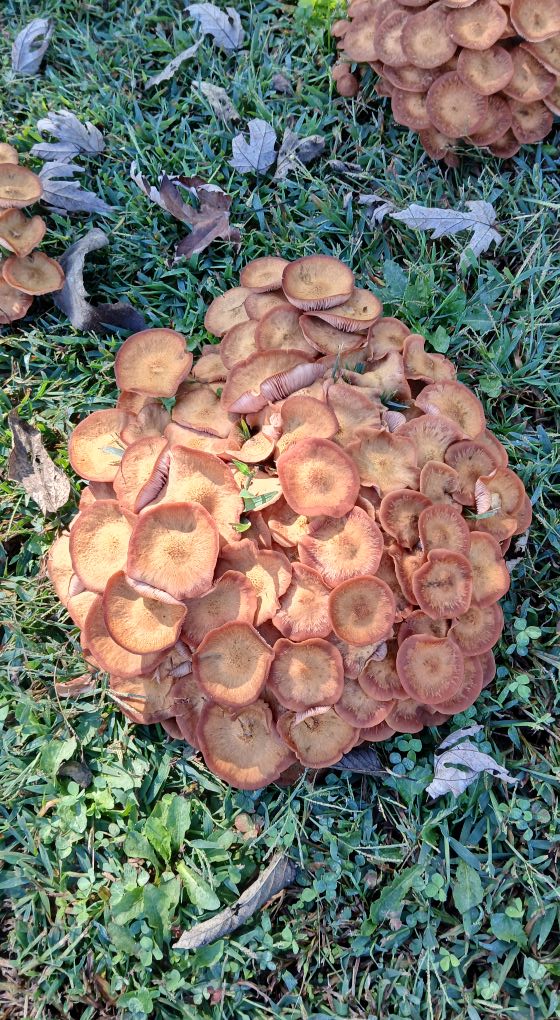 arbcology - fungi of trees and wood for arborists and mycologists | The ...