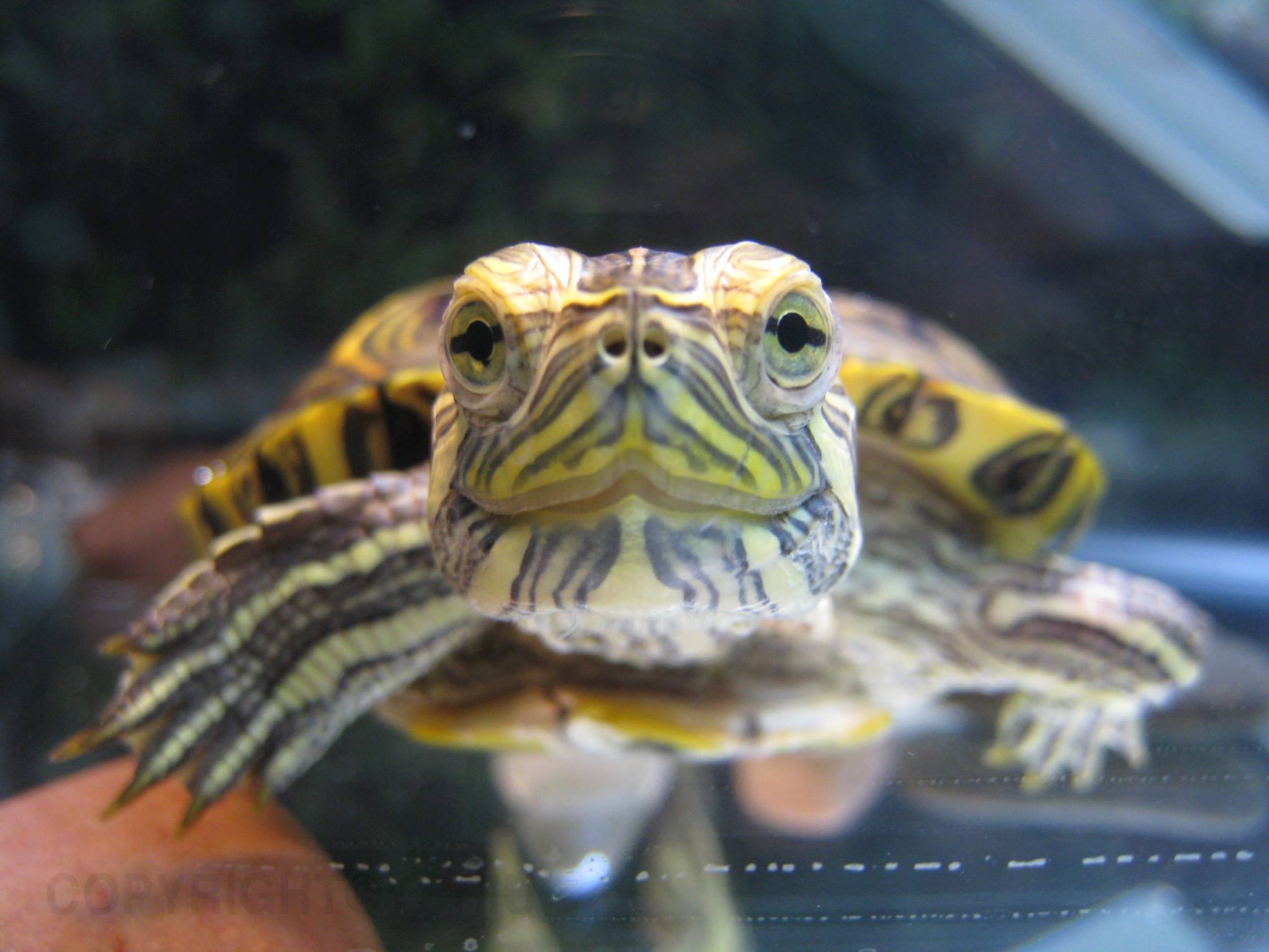 Onglai the Red Ear Slider