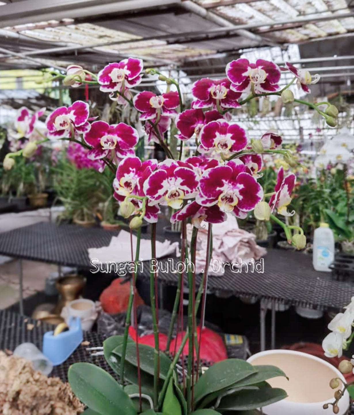 Sungai Buloh Orchid Flower Pot Home Facebook