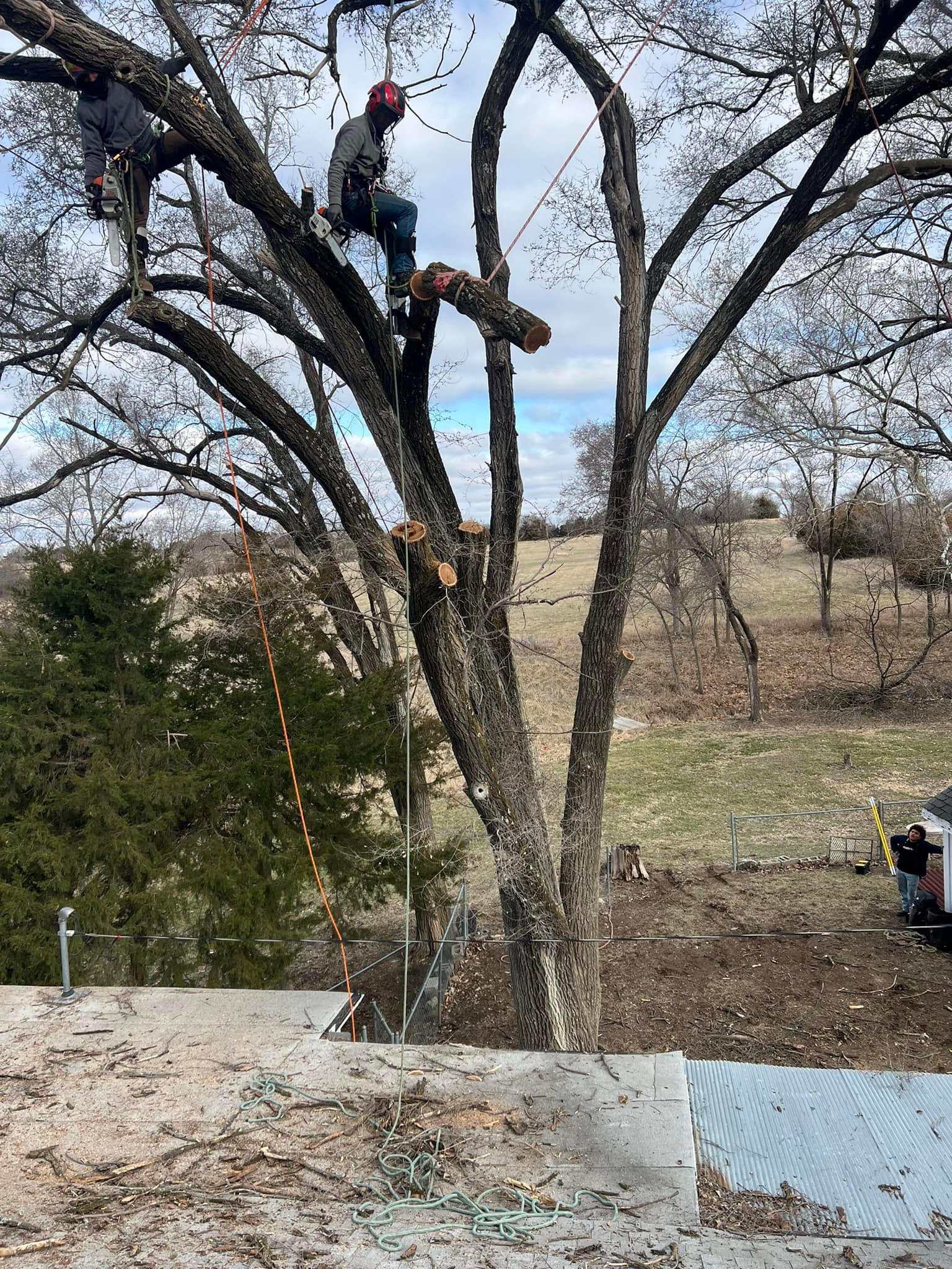 Squirrel Master Tree Service | Kansas City MO