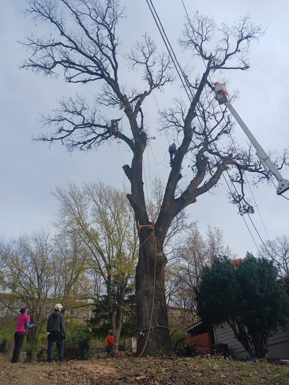 Squirrel Master Tree Service | Kansas City MO