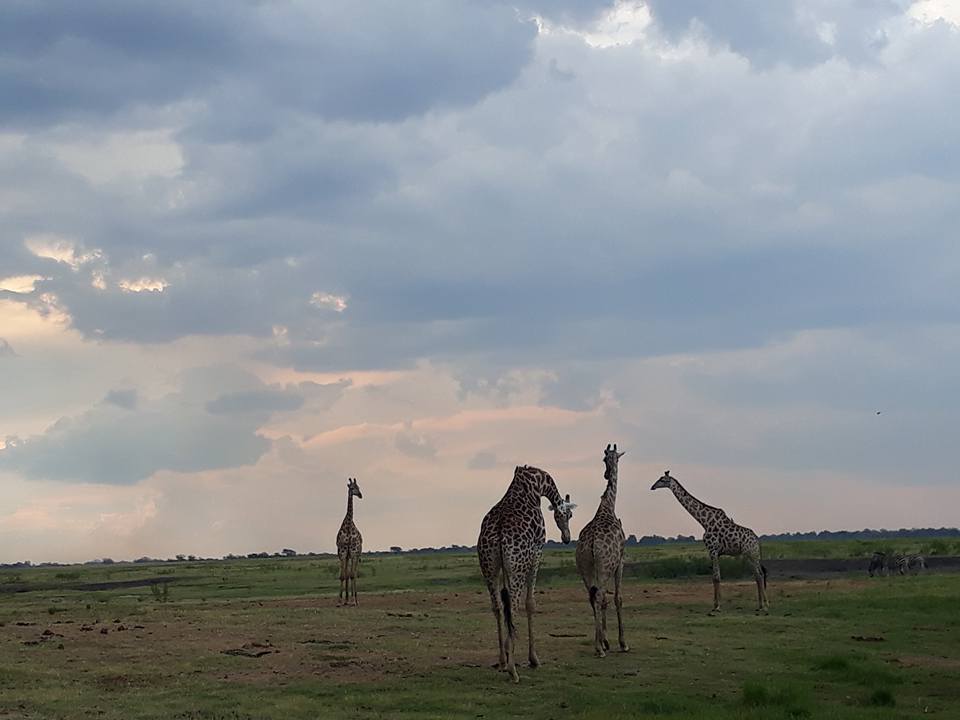 Insimba Safaris | Kasane