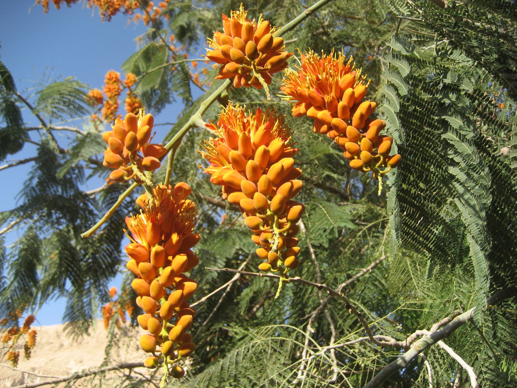 קולווילאה אשכולית Colvillea... - הגן הבוטני בעין-גדי