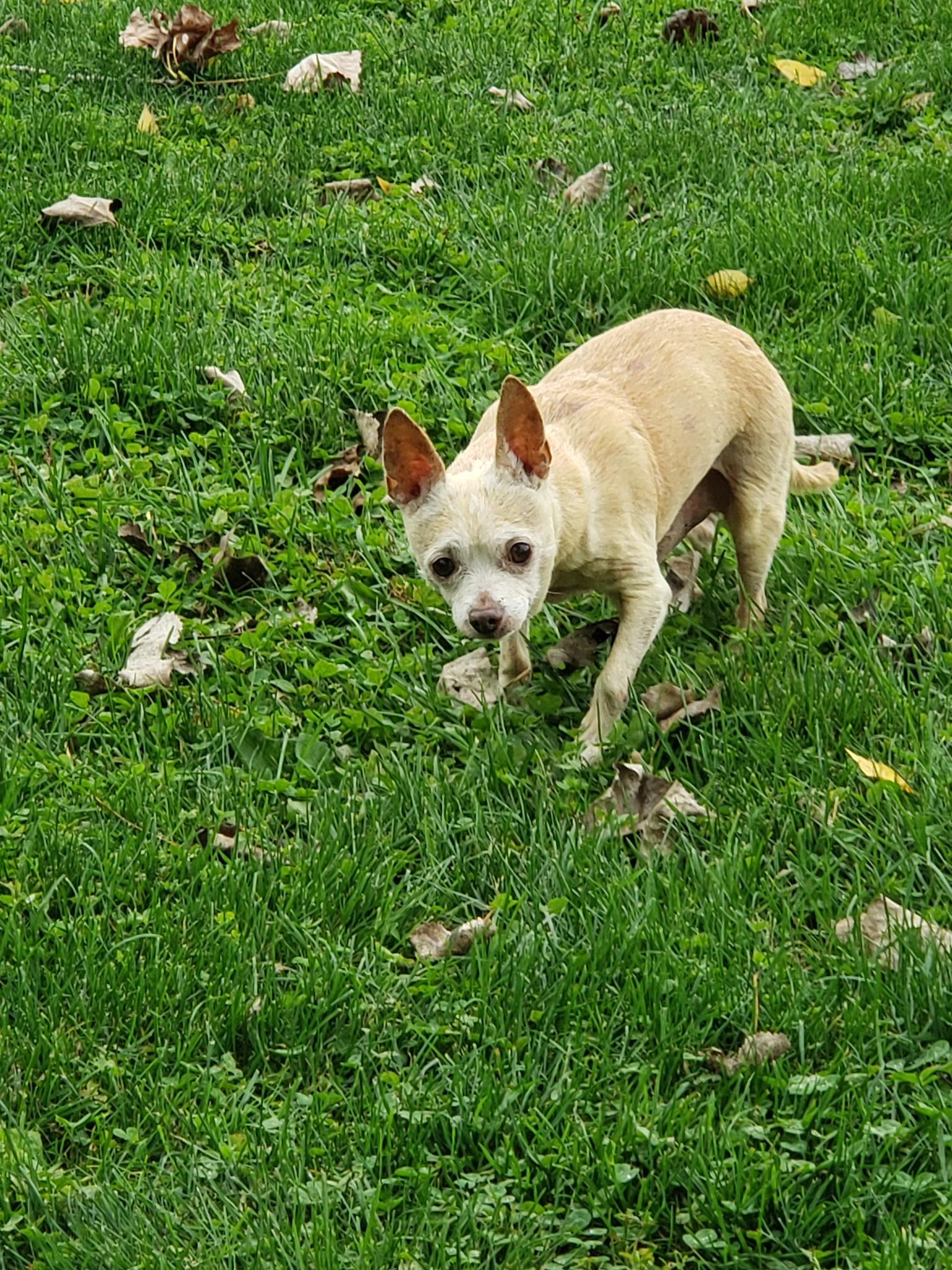 Nott road your dog park. Guilderland Albany NY
