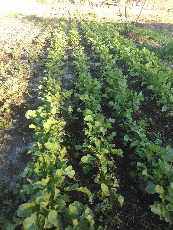 The weather is finally warming up some... - Noble Roots Farm