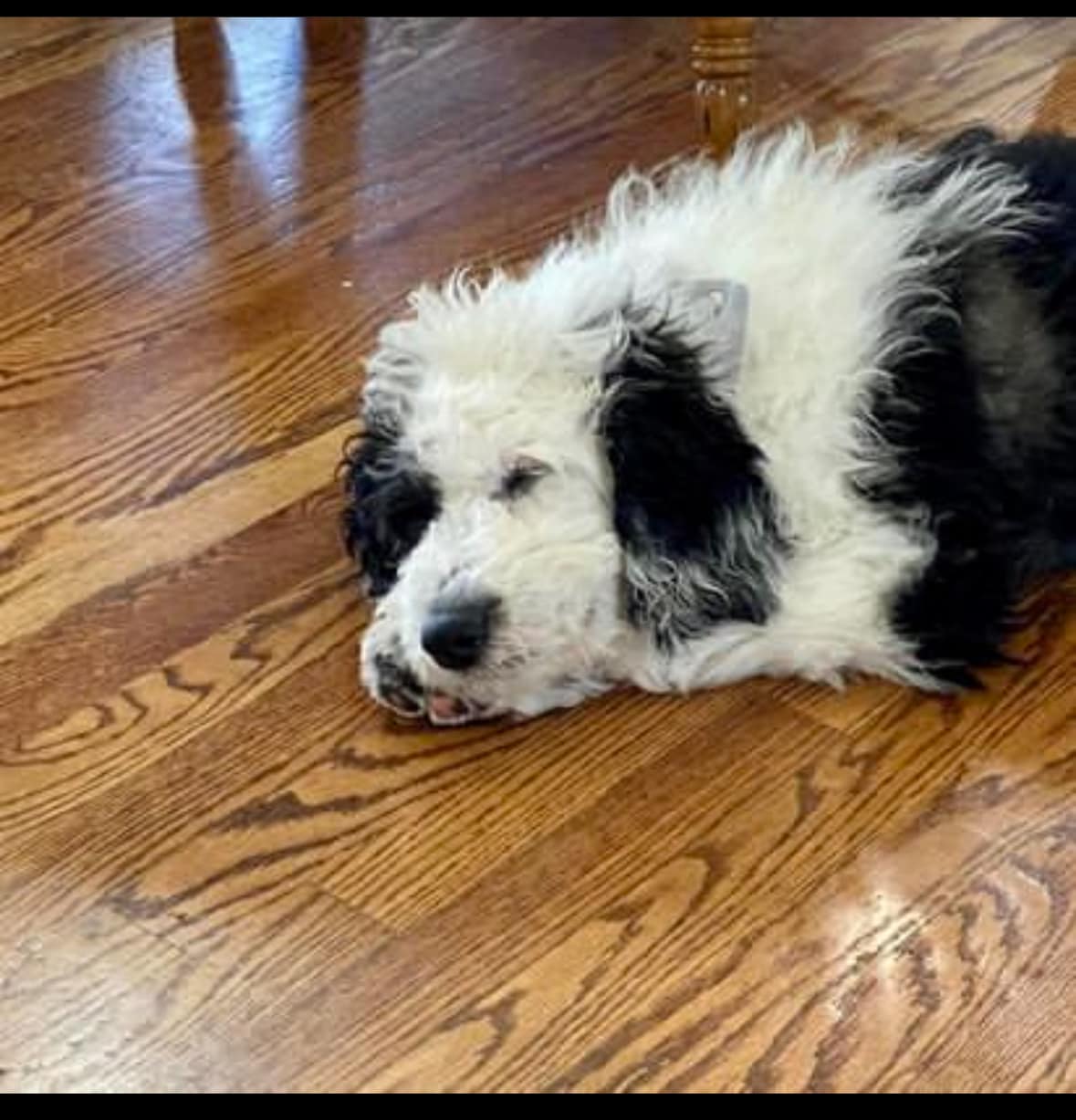 SHEEPADOODLE FOR ADOPTION & REHOMING RESCUE SHELTER ♥️ | Facebook