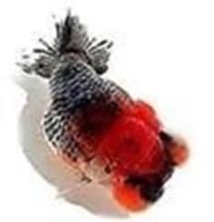Lots of beautiful fancy goldfish coming up this week 😍😍😍 #zhaosfancies ...