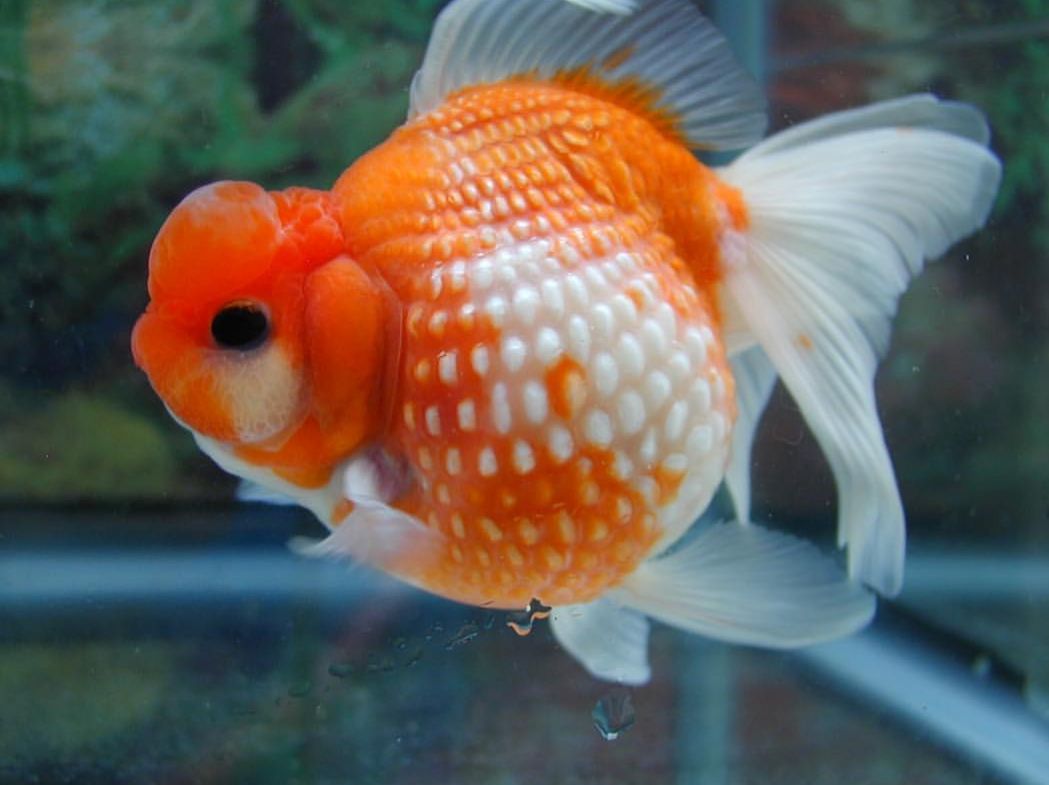 Al Mushrif Aquarium Fish Trading | Abu Dhabi