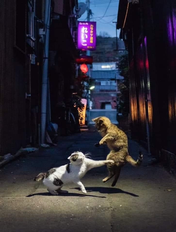 Japanese alley cat fight 💥