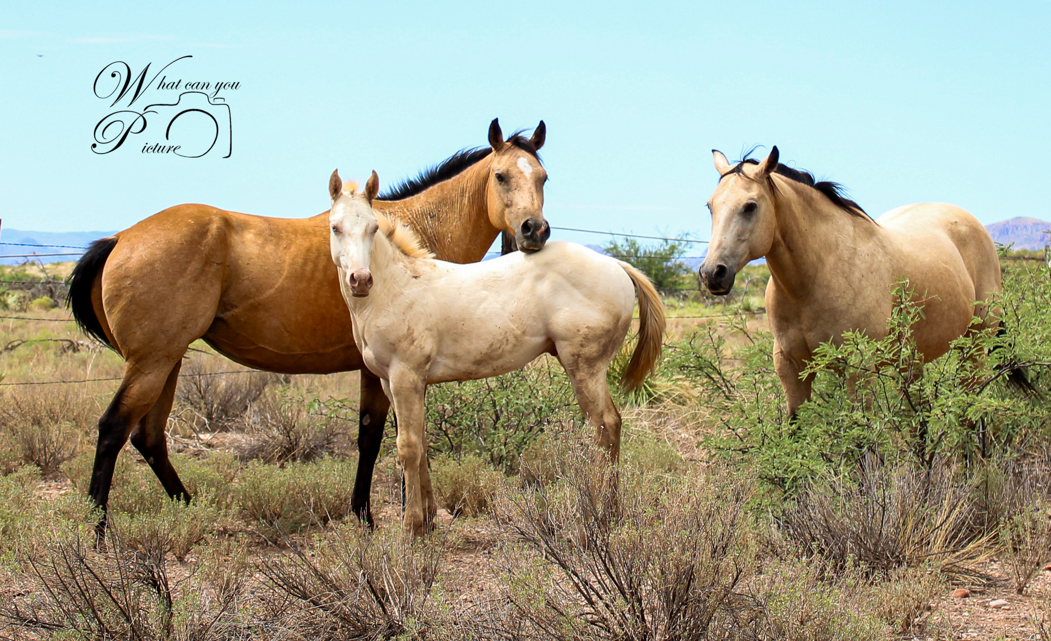 Boss Ranch Quarter Horses | Douglas AZ