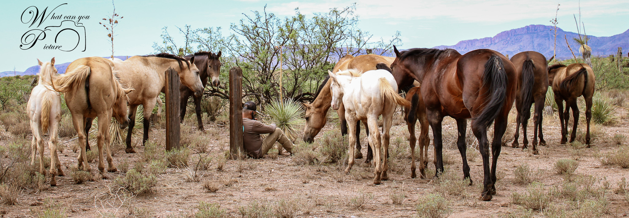 Boss Ranch Quarter Horses | Douglas AZ