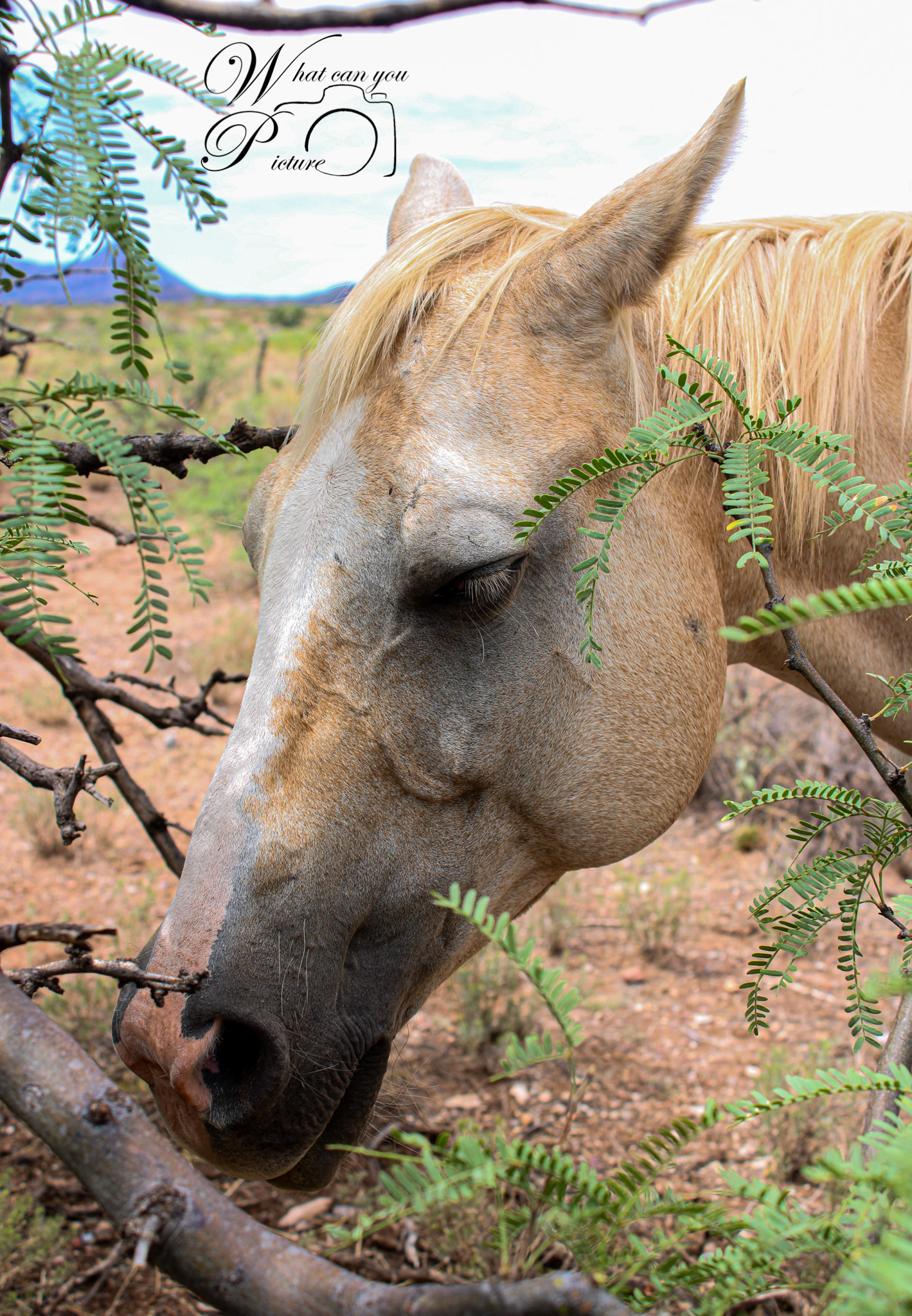 Boss Ranch Quarter Horses | Douglas AZ