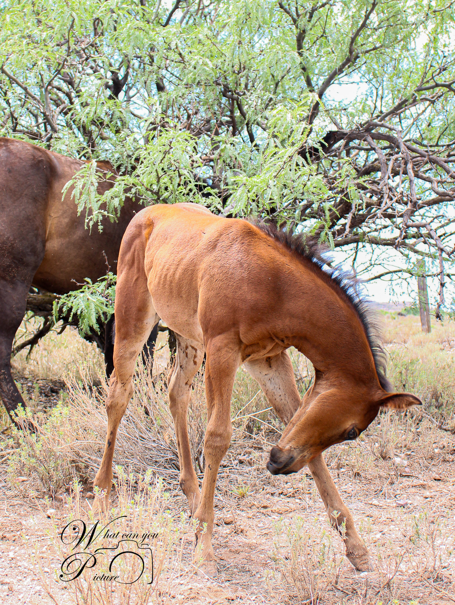 Boss Ranch Quarter Horses | Douglas AZ