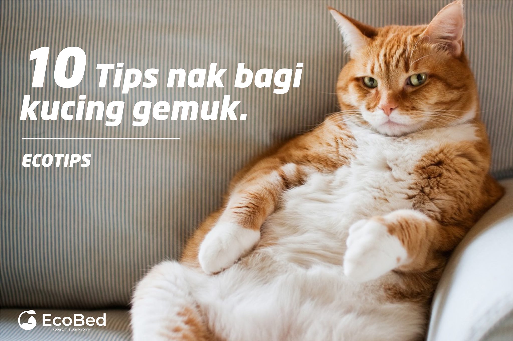 Ecobed Malaysia Kucing Gemuk Sihat Dan Gebu Sudah Pasti Facebook