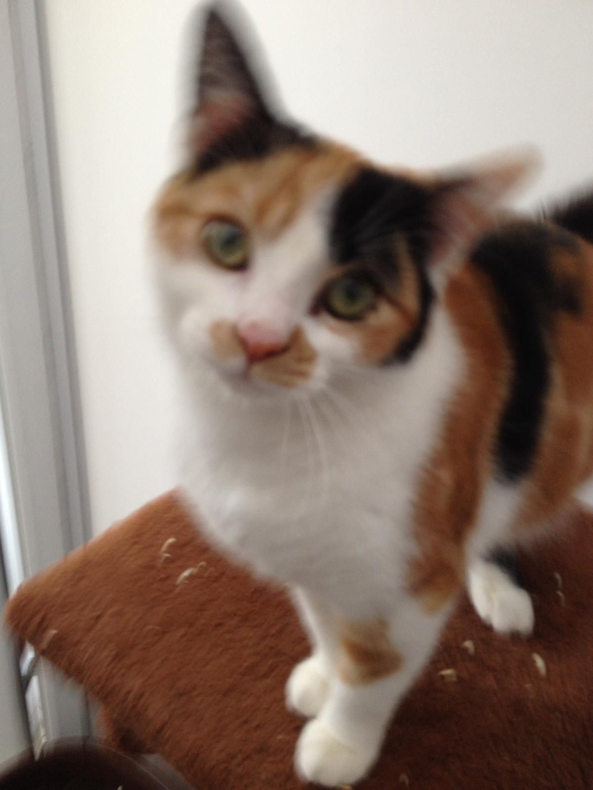 RSPCA - Balham & Tooting Branch