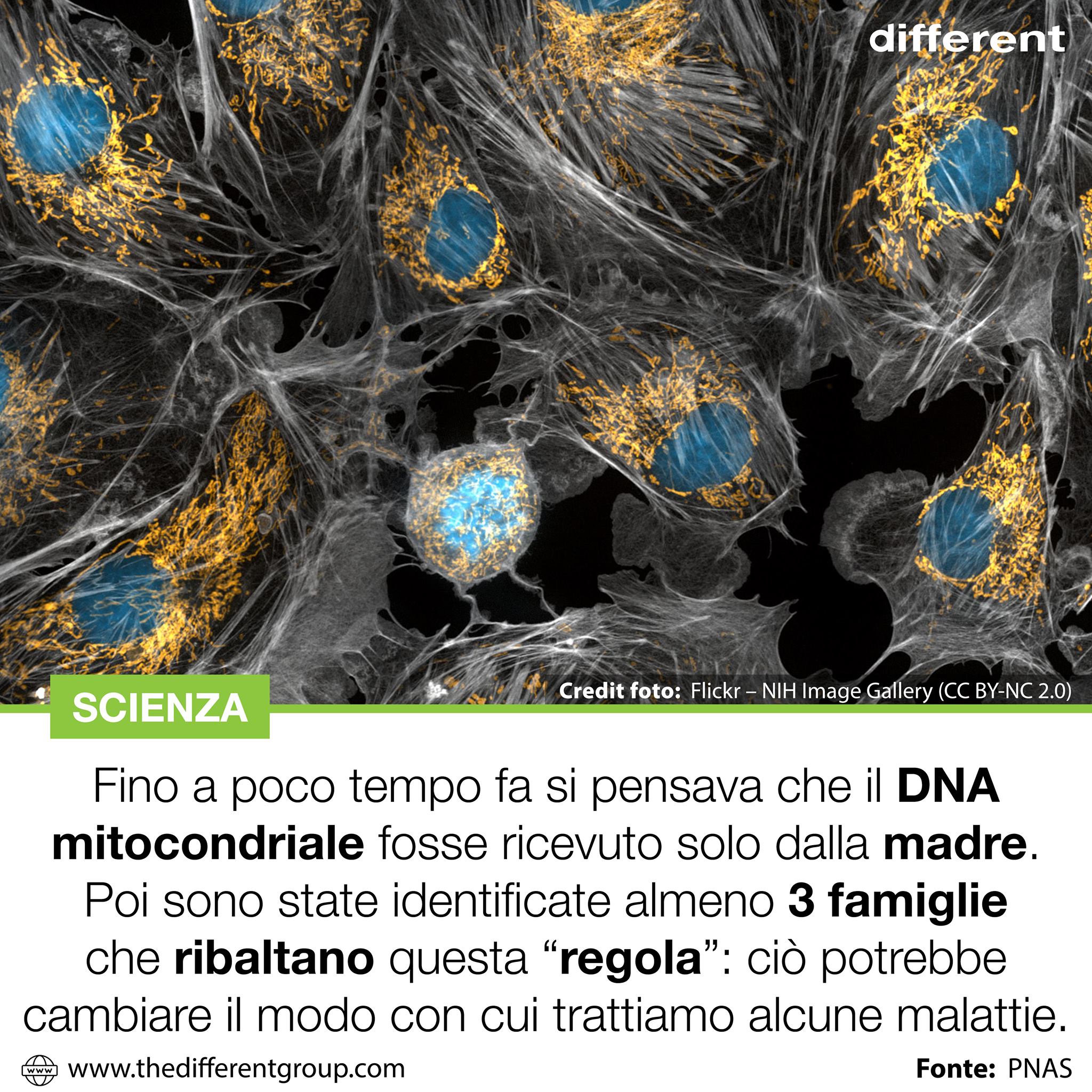 different. - IL DNA MITOCONDRIALE PUÒ ESSERE EREDITATO ANCHE DAI PADRI ...