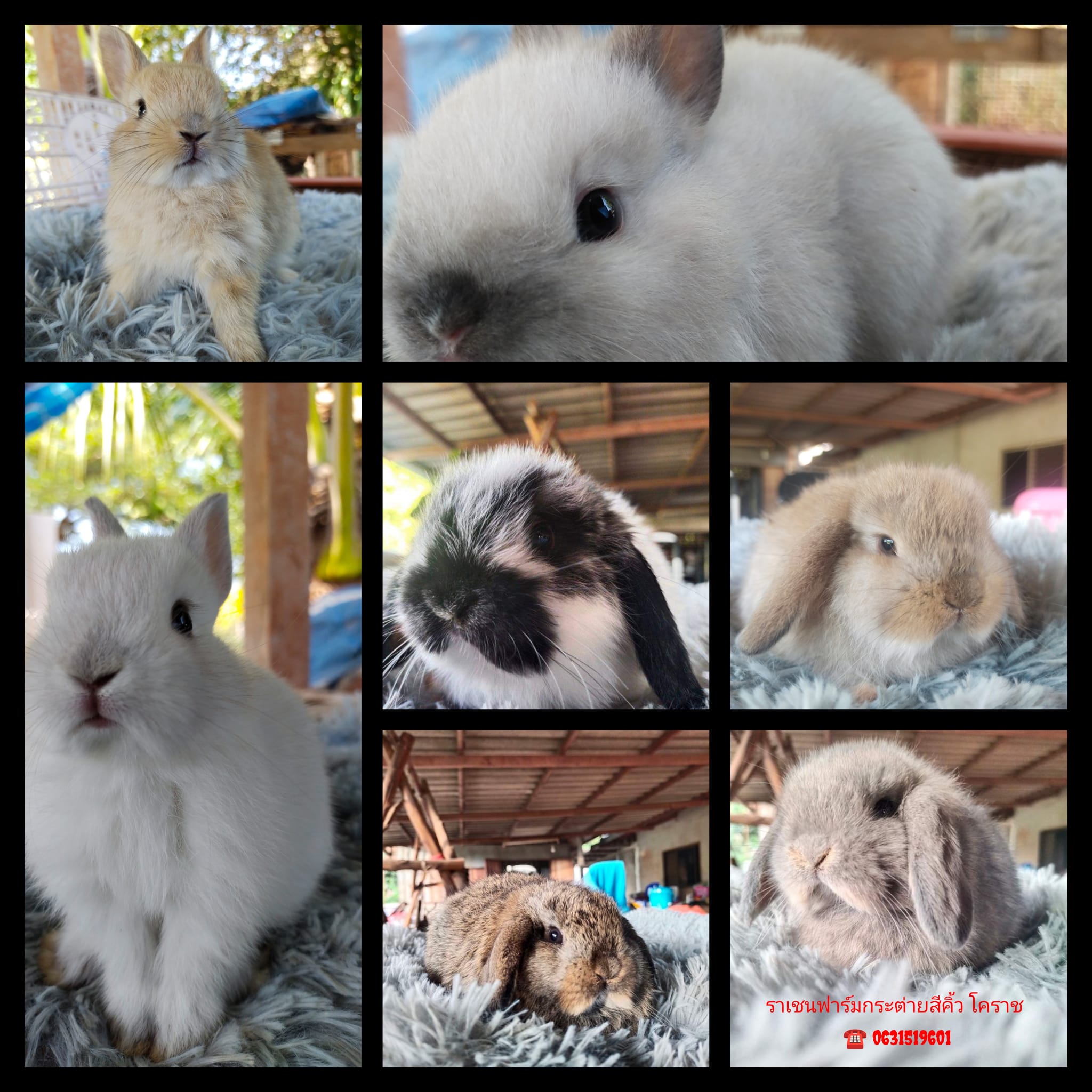 Siam Rabbit and Cavy... - Siam Rabbit and Cavy Association