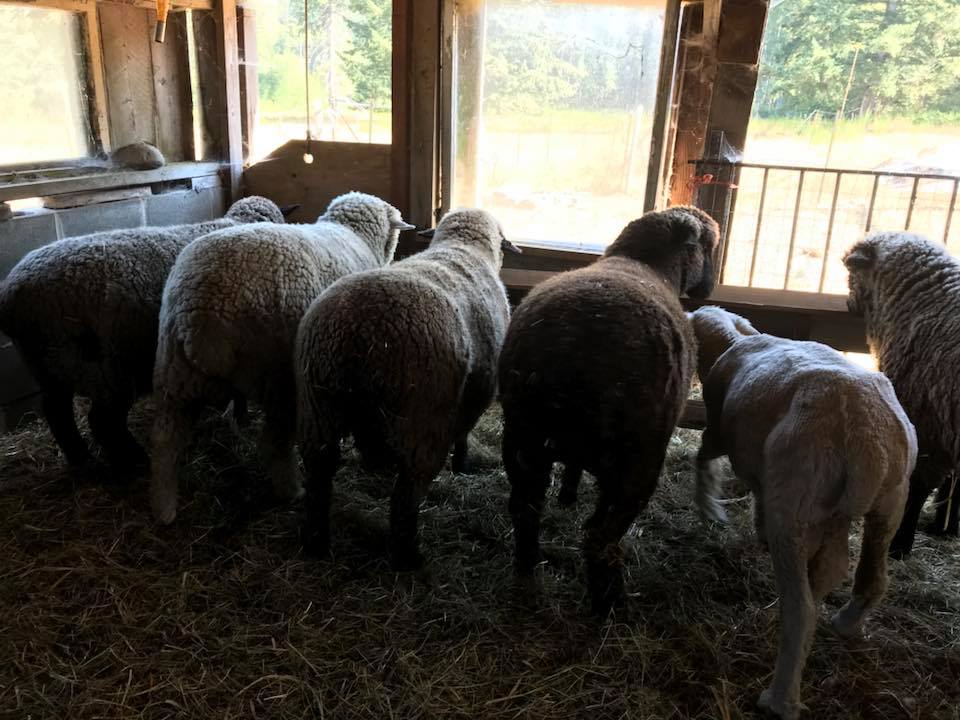 Halstead Farm | Merville BC