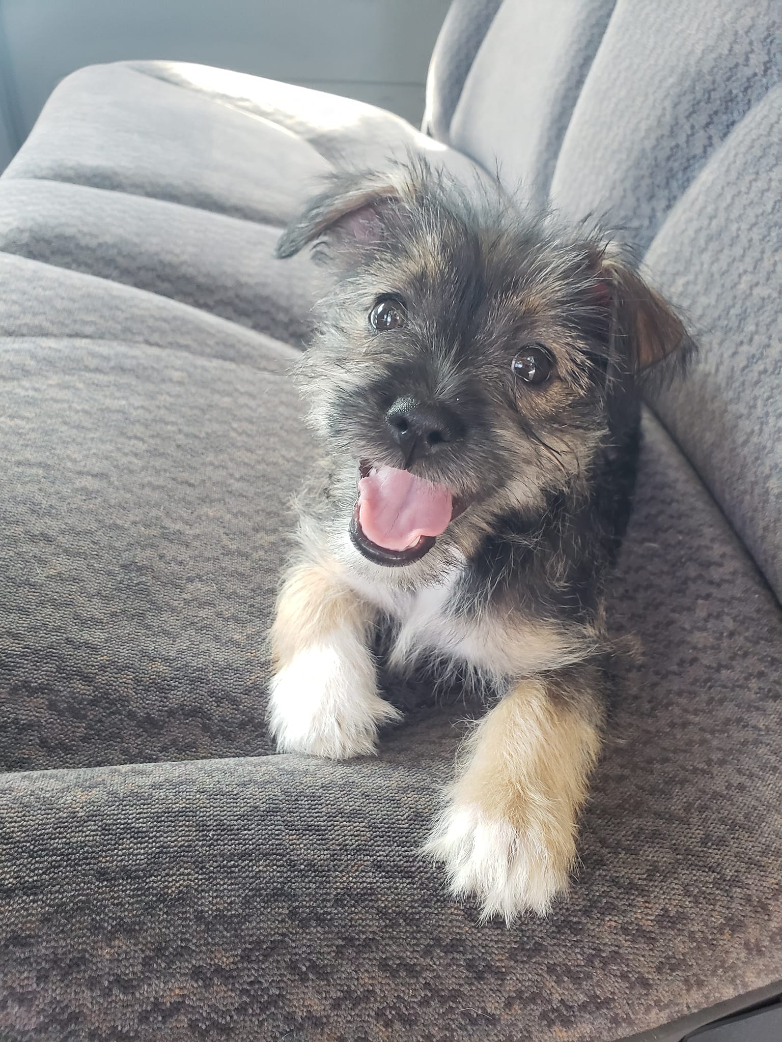 Characteristics and Experiences with Chizer Dogs