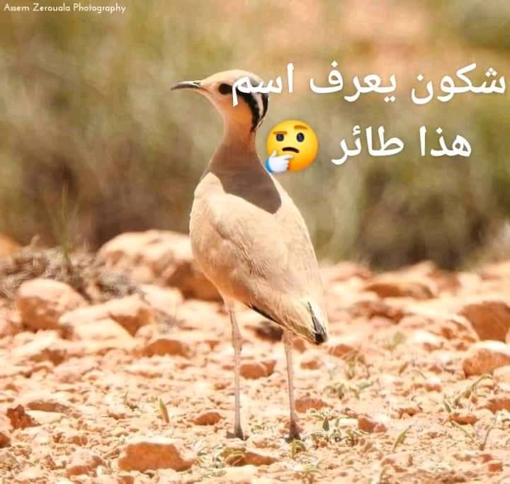 Semitology, Arabic language