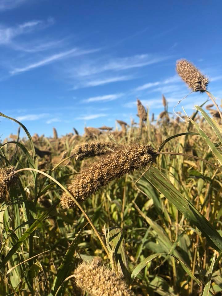 Foundation German Strain R millet... - Browning Seed, Inc. | Facebook