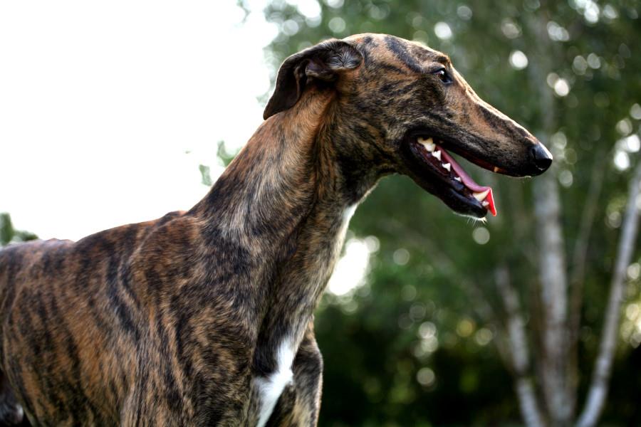 Cinofilia: Expo, Prove ENCI e schede delle razze canine - MultiCh ...