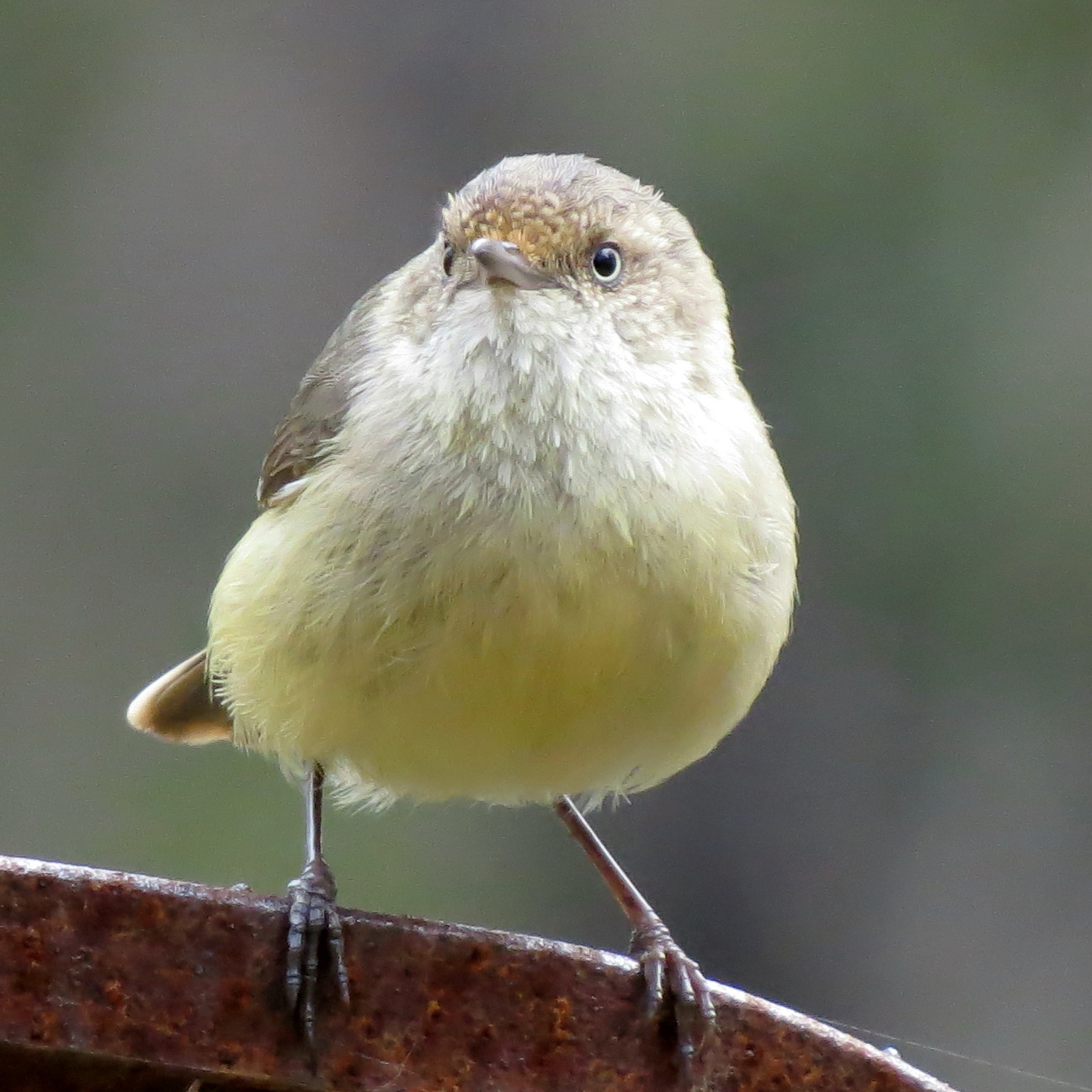 This Buff-rumped... - Round the Bend Conservation Co-op | Facebook