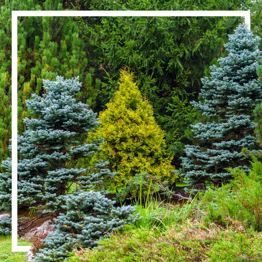 Sapin A Planter Gamm Vert