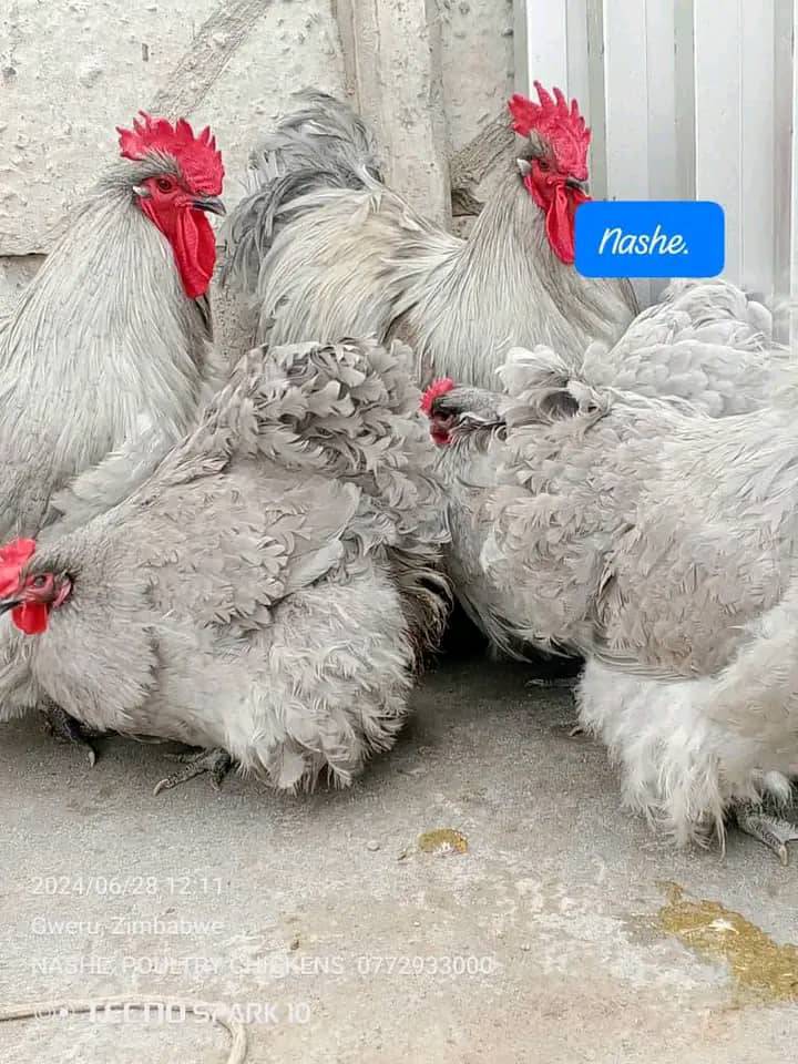 12+2 Rare Breed Lavender Orpington Hatching Eggs - USA