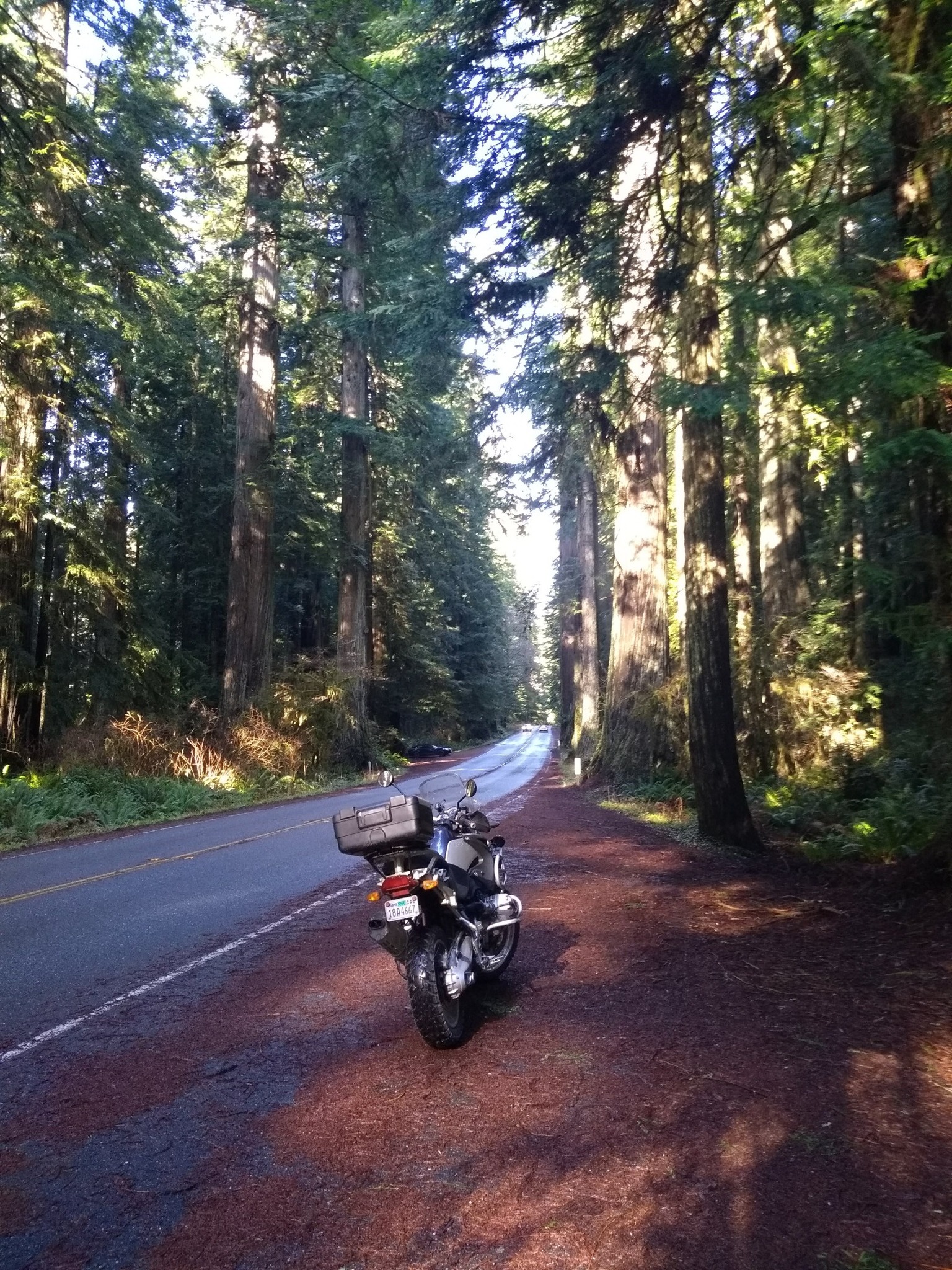 Riding motorcycles through redwoods requires caution