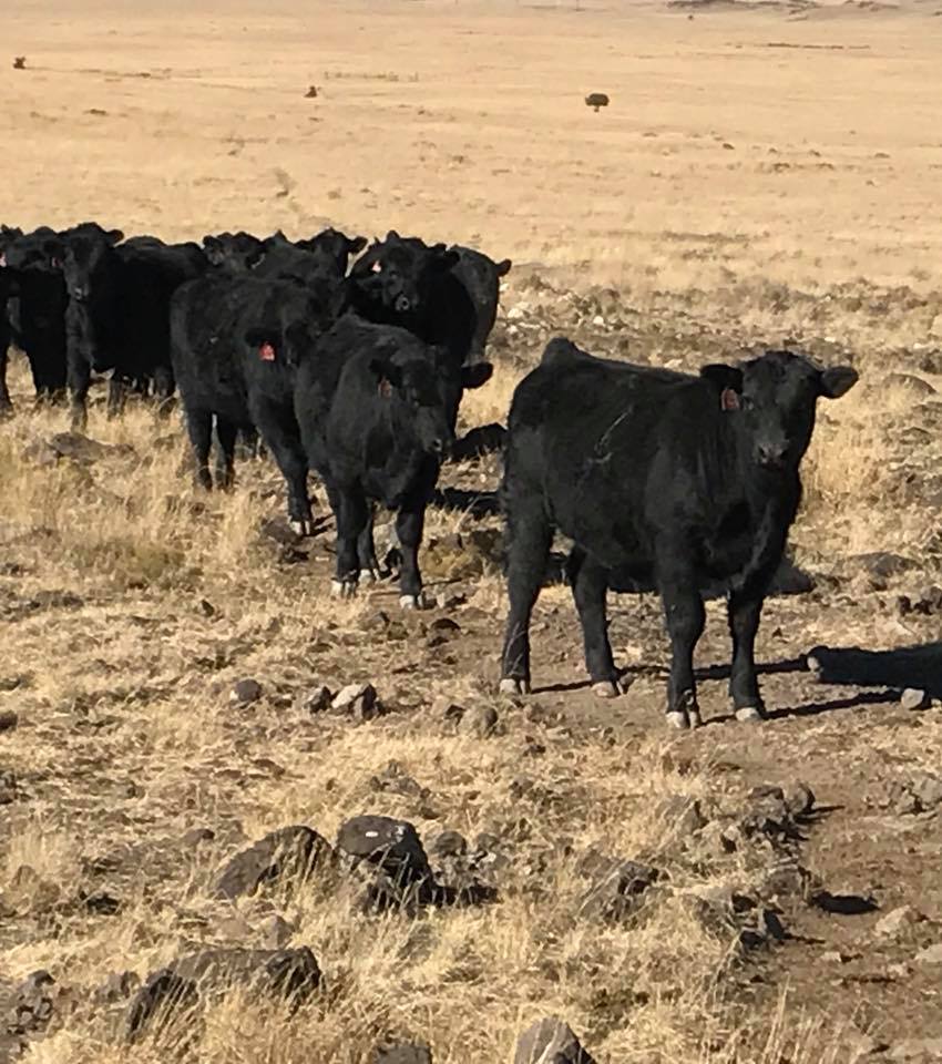 Diamond K Angus Ranch | Springerville AZ