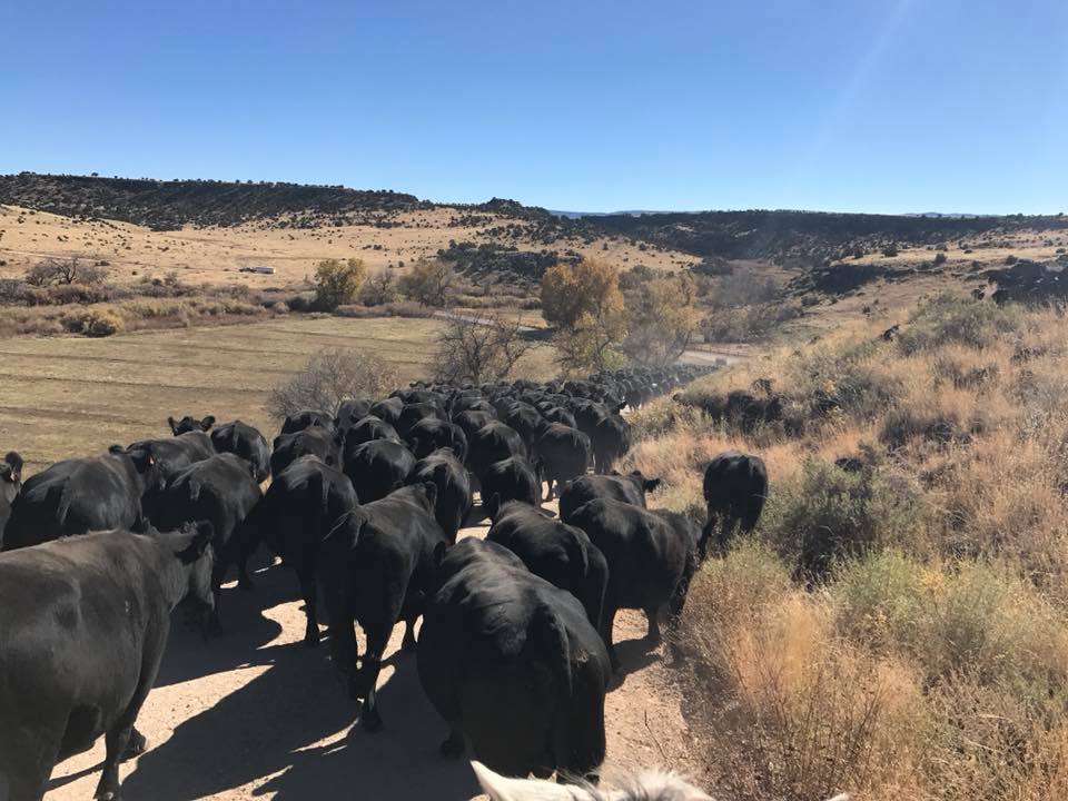 Diamond K Angus Ranch | Springerville AZ