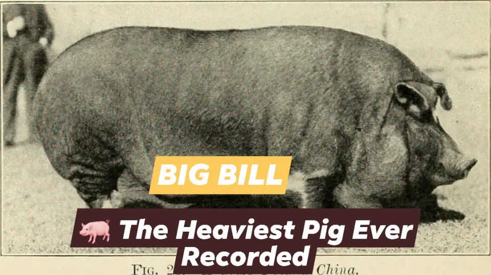 Fun Fact Friday!! The largest pig on record was a Poland-China hog