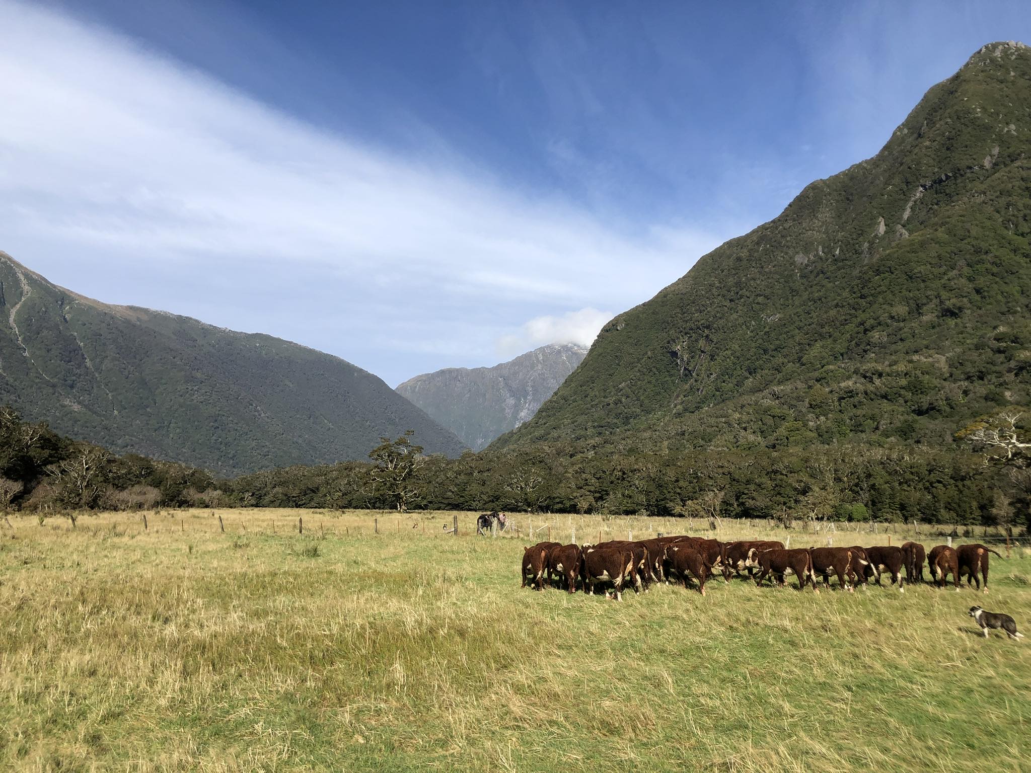 👇**FEED**👇 If you have been... - Otago Federated Farmers | Facebook