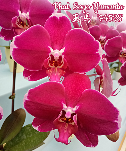 MiKi Orchid - MiKi Orchid added a new photo.