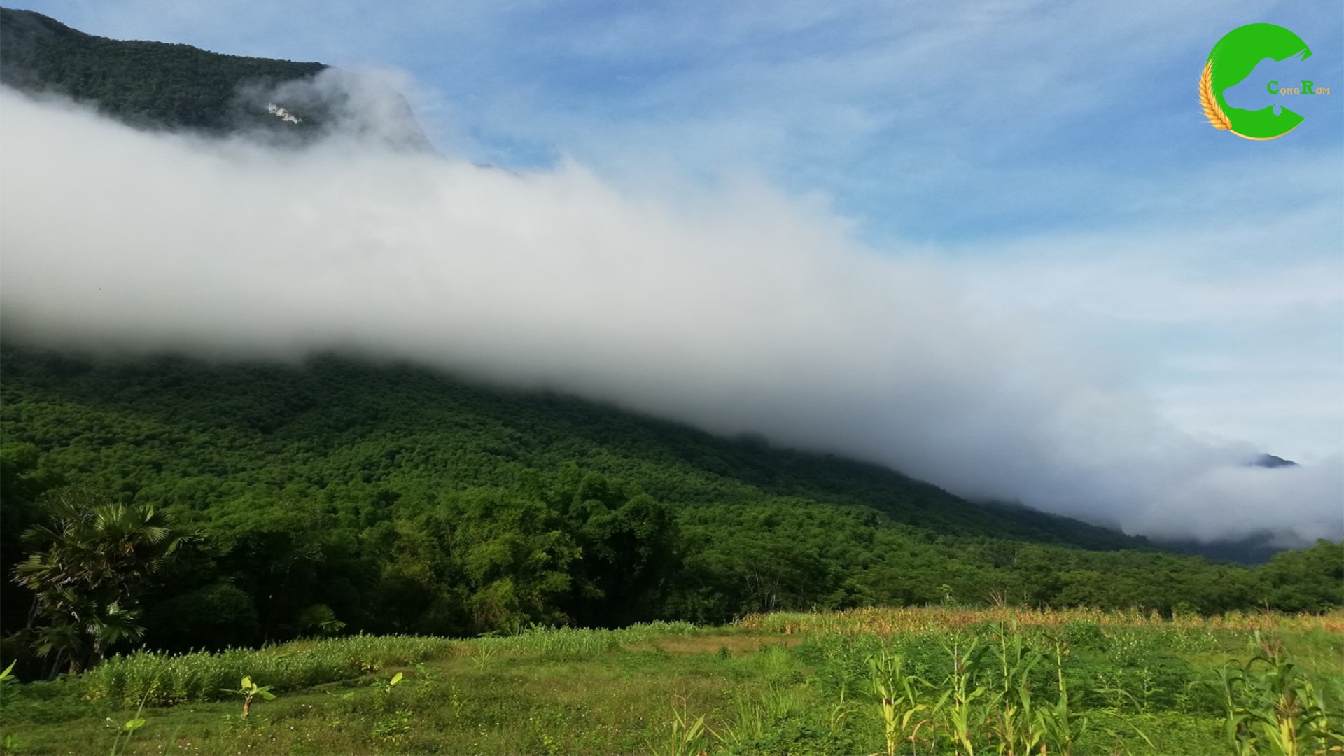 Cọng Rơm