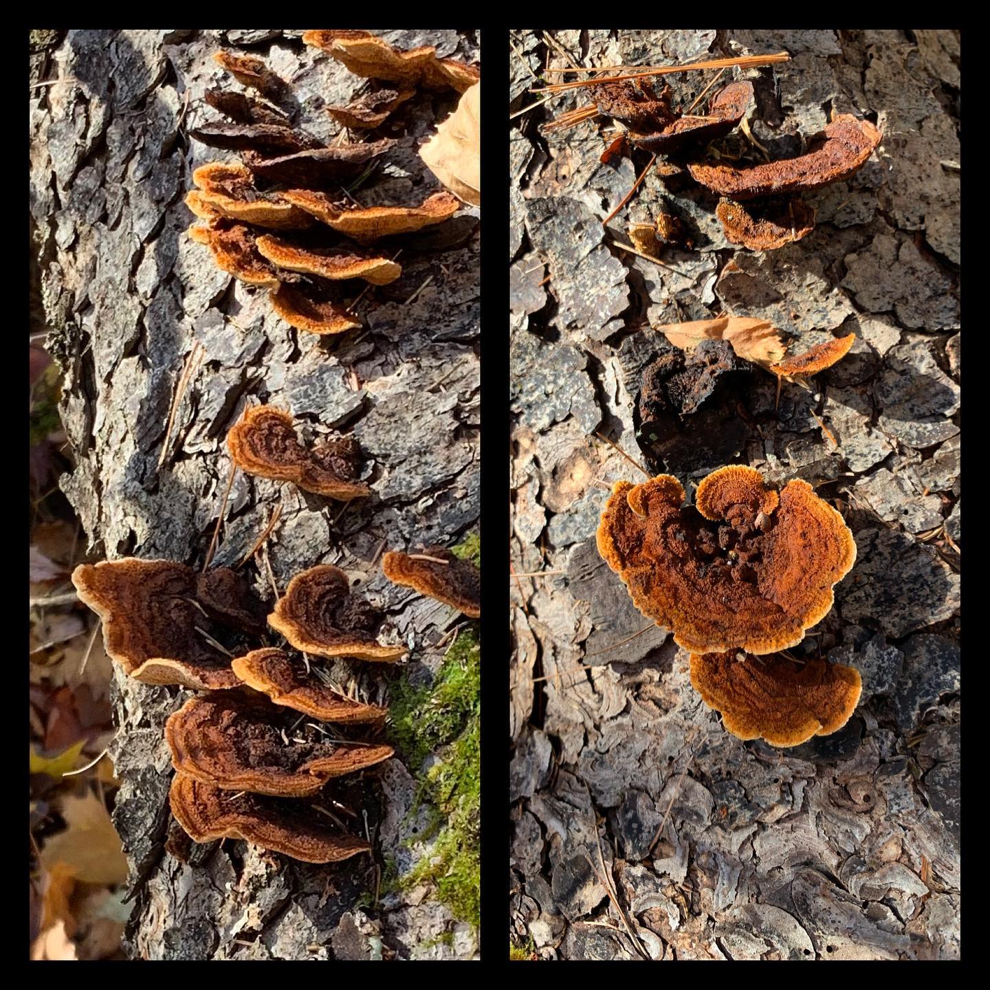 The Rusty Gilled Polypore is also... - Foraged Fungi & Flora | Facebook